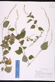 Image result for Celosia trigyna