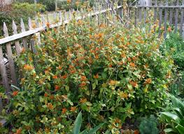 Image result for Justicia