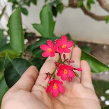 Image result for Jatropha curcas