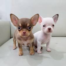 Sep 27, 2020 · the applehead teacup chihuahua does often have more health issues than the deer head shape chihuahua. View Image 1 For Apple Head Teacup Chihuahua Puppies Available Edmonton Eclassifieds 4u