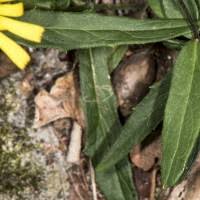 Image result for Erythrocephalum decipiens