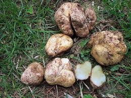 Mantar Avciligi Tavsan Bobregi Rhizopogon Spp Mantar Sebzeler Meyve