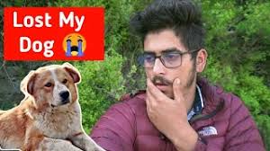 Giving wanderers hub rs 1 00 000 to spend in 10 minutes challenge. Youtube Video Statistics For We Tested Our Dog S Intelligence Noxinfluencer
