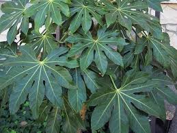 Image result for Alafia orientalis