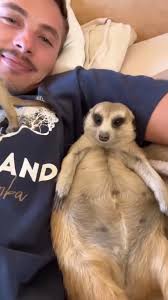 Jerry and Minki are two VERY different Meerkats! 😂🥰 #meerkat #cuteanimals  #funnyanimals #adorable #animallover