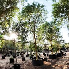 Image result for Acacia xanthophloea