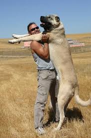 So, if you want to get a kangal dog, be prepared to provide both mental and physical stimulation they crave. Kangal Ein Hund Mit Temperament