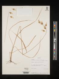 Image result for Tristachya superba