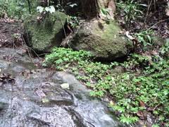 Image result for Elatostema paivaeanum