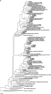 We did not find results for: Sulfur Bacteria In Wastewater Stabilization Ponds Periodically Affected By The Red Water Phenomenon Springerlink