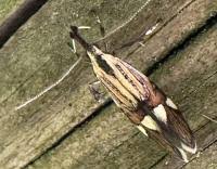 Image result for Alafia microstylis