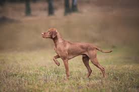 Image result for maďarský krátkosrstý ohař