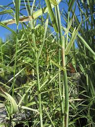 Image result for Phragmites karka
