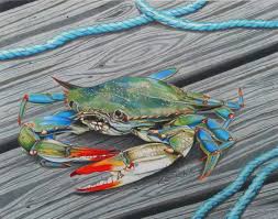Colored Pencil Crabs Mr Jimmy Blue Crab Original Colored Pencil Drawing By Billfishart