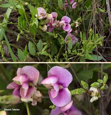 Image result for Sphenostylis