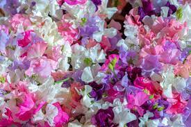 Nozioni interessanti e curiosità sugli allegri giacinti, le eleganti freesie e l'affascinante gelsomino: Fiori Primaverili Profumati Quali Sono I Piu Belli Donnad