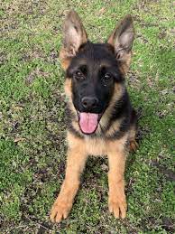 We offer 51 german shepherd puppies for sale in texas. Ursie Vom Nevadahaus Breeder S Choice Female German Shepherd Puppy For Sale