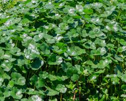 Image result for Hydrocotyle ranunculoides