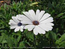 Image result for Oldfieldia