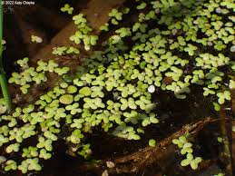 Image result for Lemna minor