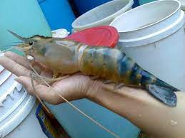Memancing udang galah lazimnya menggunakan bot kecil dengan dua atau tiga pemancing. Pemburu Sepit Biru Tips Wajib Ketika Pancing Udang Galah