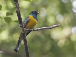 Image result for Tetrapogon tenellus