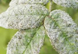 powdery mildew in tomatoes ile ilgili görsel sonucu