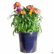 After this time, they may fade, droop or fall off their stems (spikes) when they are spent. Wallflower Green Acres Nursery Supply