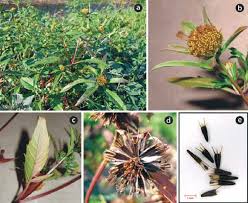 Image result for Bidens steppia