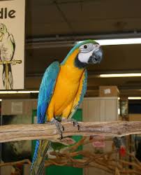 The fish can grow up to 35 inches. Bird Supplies Parrots Exotic Bird Store Tucson Az