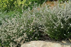 Image result for Eriocephalus