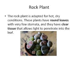 In the simplest sense, you only need to water your cactus when its soil is completely dry. Roots Stems And Leaves Part 2 Leaves The
