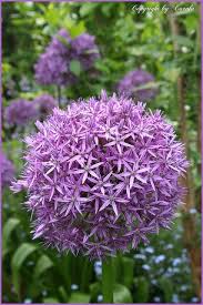 Pin On Purple