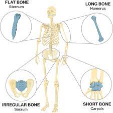 Bone Shapes Course Hero