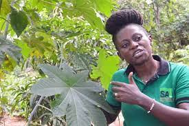 Image result for Chassalia umbraticola