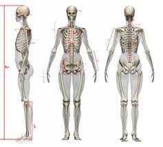 Atlas of human anatomy (6th ed.). Female Proportions Heroic Human Bones Anatomy Skeleton Anatomy Human Anatomy Female