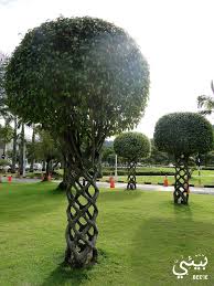 King Pin Kingpinning Garden Trees Outdoor Landscaping Garden