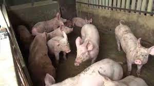 Creer un elevage de porc. Elevage Des Porcs Au Cameroun Comment S Y Prendre Agriculture Au Cameroun