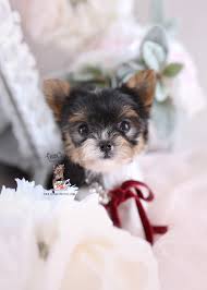 8 likes · 8 talking about this. Darling Teacup Yorkie Puppies For Sale Teacup Puppies Boutique