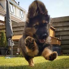 El pastor alemán es una raza canina muy conocida en todo el mundo, pues estos perros se identifican fácilmente por su pelaje negro con zonas más claras. El Pastor Aleman Pastoraleman Es Twitter