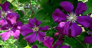 Le méridien etoile welcomes you to the city of lights with effortless elegance and an exceptional service. Clematis Viticella Etoile Violette