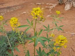 Image result for Cleomaceae