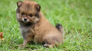 View available vaccinated puppies ready to be a part of your family only @ $ 550 Teacup Pomeranian Breed Information Puppy Costs More