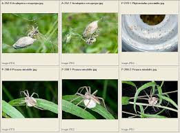 Image result for Ceropegia mirabilis