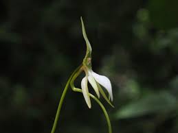 Image result for Jumellea usambarensis