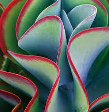 Image result for Kalanchoe thyrsiflora