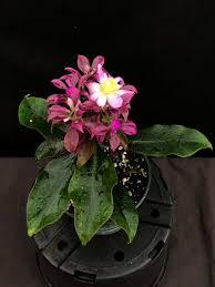 Image result for Pereskia