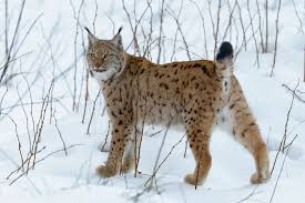 Un luchs de la 9. Luchs Lbv Gemeinsam Bayerns Natur Schutzen