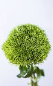 Check spelling or type a new query. Ballsb Flower Varieties