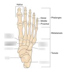 The lower portion of the appendicular skeleton consists of the pelvic girdle and the lower extremities. Lab 17 Pelvic Girdle And Lower Limb Figure 17 5 Diagram Quizlet
